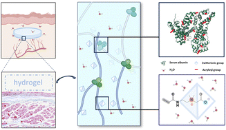 Graphical abstract: Fibrous capsule-resistant, controllably degradable and functionalizable zwitterion-albumin hybrid hydrogels