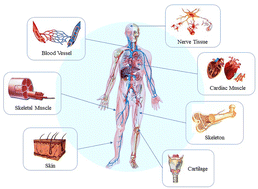 Graphical abstract: Janus hydrogels: merging boundaries in tissue engineering for enhanced biomaterials and regenerative therapies