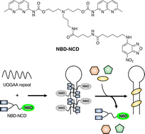 Graphical abstract: Fluorescent indicator displacement assay for the discovery of UGGAA repeat-targeted small molecules