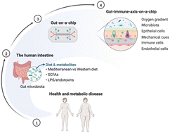 Graphical abstract: Lab-on-chip technologies for exploring the gut–immune axis in metabolic disease