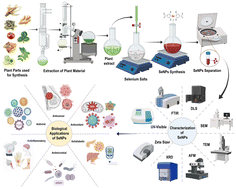 Graphical abstract: Plant-derived selenium nanoparticles: investigating unique morphologies, enhancing therapeutic uses, and leading the way in tailored medical treatments