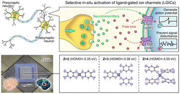 Graphical abstract: Affective computing for human–machine interaction via a bionic organic memristor exhibiting selective in situ activation