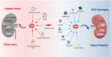 Graphical abstract: Antioxidant nanozymes in kidney injury: mechanism and application