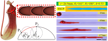 Graphical abstract: Enhanced water transportation on a superhydrophilic serial cycloid-shaped pattern