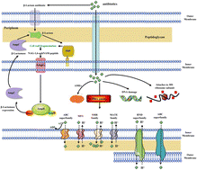 Graphical abstract: Success stories of natural product-derived compounds from plants as multidrug resistance modulators in microorganisms