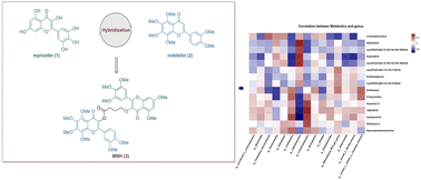 Graphical abstract: Design, synthesis and evaluation of a myricetin and nobiletin hybrid compound for alleviating hyperuricemia based on metabolomics and gut microbiota