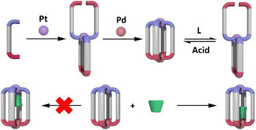 Graphical abstract: Exploiting reduced-symmetry ligands with pyridyl and imidazole donors to construct a second-generation stimuli-responsive heterobimetallic [PdPtL4]4+ cage