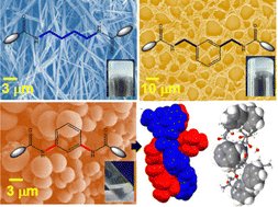 Graphical abstract: Effect of the spacer on the structure and self-assembly of FF peptide mimetics