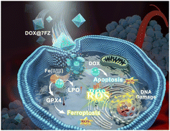 Graphical abstract: Construction of Fe-doped ZIF-8/DOX nanocomposites for ferroptosis strategy in the treatment of breast cancer