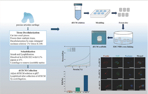 Graphical abstract: Mesenchymal stromal cells modulate YAP by verteporfin to mimic cartilage development and construct cartilage organoids based on decellularized matrix scaffolds