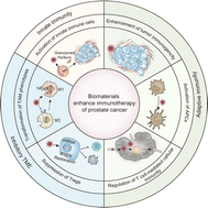 Graphical abstract: Immunologically effective biomaterials enhance immunotherapy of prostate cancer