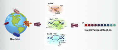 Graphical abstract: CRISPR/Cas-based colorimetric biosensors: a promising tool for the diagnosis of bacterial foodborne pathogens in food products