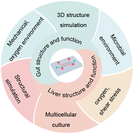 Graphical abstract: Microfluidic organ-on-a-chip models for the gut–liver axis: from structural mimicry to functional insights