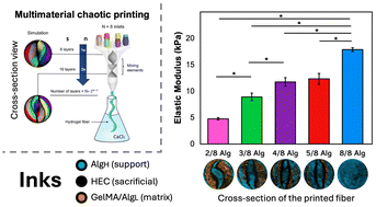 Graphical abstract: Multimaterial chaotic printing of reinforced and prevascularized hydrogel filaments: Fabrication of mechanical robust constructs for long-term muscle tissue culture