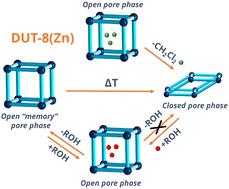Graphical abstract: Guest-selective shape-memory effect in a switchable metal–organic framework DUT-8(Zn)