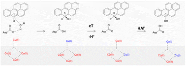 Graphical abstract: Mechanism of non-phenolic substrate oxidation by the fungal laccase Type 1 copper site from Trametes versicolor: the case of benzo[a]pyrene and anthracene