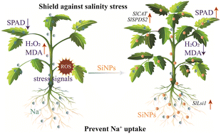 Graphical abstract: Nano-silicon enhances tomato growth and antioxidant defense under salt stress