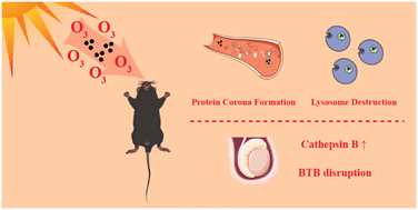Graphical abstract: Ozone aging and protein corona adsorption exacerbate inflammatory effects of carbon black on macrophages and induce blood–testis barrier dysfunction in mice