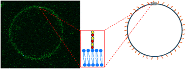 Graphical abstract: Engineering of lipid membranes asymmetrically functionalized with chondroitin sulfate