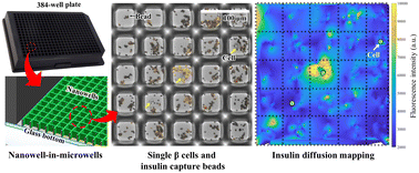Graphical abstract: Single cell glucose-stimulated insulin secretion assay using nanowell-in-microwell plates