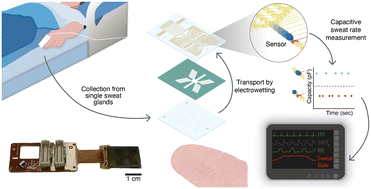 Graphical abstract: Discretised microfluidics for noninvasive health monitoring using sweat sensing