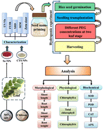 Graphical abstract: Comparative study of the ability of green synthesized Se-NPs and CTS-NPs to overcome drought stress in Oryza sativa L. for regenerative nanoengineering in agriculture
