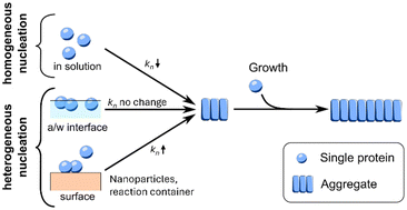 Graphical abstract: Surface effects on functional amyloid formation