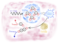 Graphical abstract: Increase of OH radical yields due to the decomposition of hydrogen peroxide by gold nanoparticles under X-ray irradiation