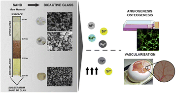 Graphical abstract: In vitro osteogenic and in ovo angiogenic effects of a family of natural origin P2O5-free bioactive glasses