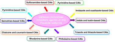 Graphical abstract: Exploring heterocyclic scaffolds in carbonic anhydrase inhibition: a decade of structural and therapeutic insights
