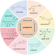 Graphical abstract: Nanoparticles constructed from natural polyphenols are used in acute kidney injury