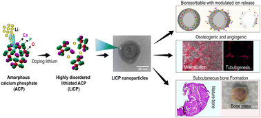 Graphical abstract: Highly disordered and resorbable lithiated nanoparticles with osteogenic and angiogenic properties