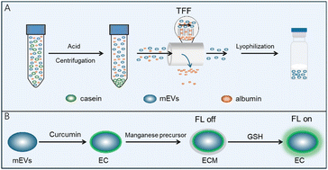Graphical abstract: MnO2-mineralized milk exosomes as a novel nanoplatform for glutathione detection