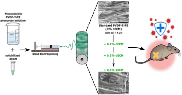 Graphical abstract: Development of a bioactive, piezoelectric PVDF-TrFE scaffold with evaluation of tissue reaction for potential in nerve repair