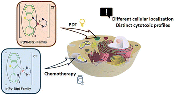 Graphical abstract: Cyclometallated iridium(iii) complexes: ligand-driven selectivity for chemotherapy and photodynamic therapy