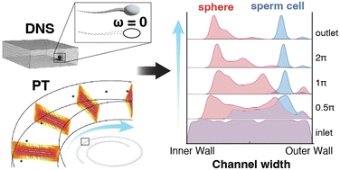 Graphical abstract: Deciphering the unique inertial focusing behavior of sperm cells