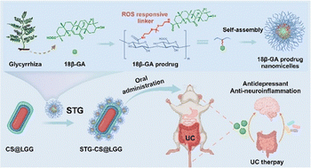 Graphical abstract: Reactive oxygen species-responsive prodrug nanomicelle-functionalized Lactobacillus rhamnosus probiotics for amplified therapy of ulcerative colitis