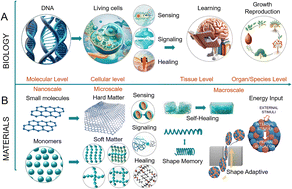 Graphical abstract: Living dynamic polymeric materials