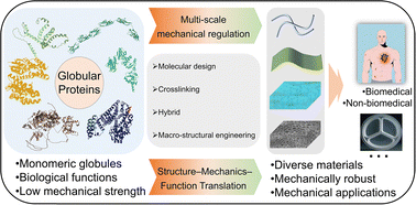 Graphical abstract: Globular proteins as functional–mechanical materials: a multiscale perspective on design, processing, and applications
