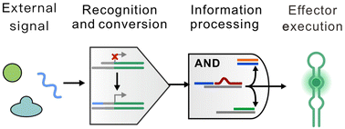 Graphical abstract: Recent advances in nucleic acid nanotechnology-driven artificial transcriptional components