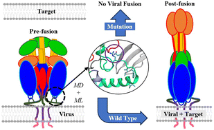 Graphical abstract: Modulation of specific interactions within a viral fusion protein predicted from machine learning blocks membrane fusion
