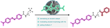 Graphical abstract: Improvement of N-benzoylation catalysis driven by an amyloid–substrate complex