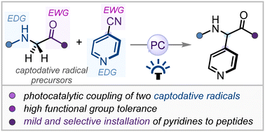 Graphical abstract: Harnessing the reactivity of captodative radicals: photocatalytic α-pyridination of glycyl derivatives through reversible radical coupling