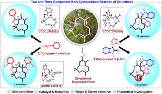 Graphical abstract: Regioselective (3 + 2) cycloaddition reactions of zerumbone: synthesis of isoxazolines and spiro-pyrrolizidino-oxindoles, conformational diversity and theoretical insights