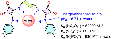 Graphical abstract: Anion recognition in water by a simple bis-squaramide with charge-enhanced acidity