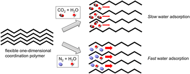 Graphical abstract: Coexisting gases regulate the rates of water adsorption by a flexible one-dimensional coordination polymer