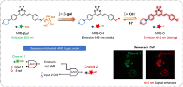 Graphical abstract: A sequence-activated near-infrared fluorescence probe for precisely tracking in vivo senescence