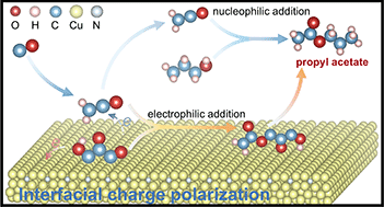 Graphical abstract: Interfacial polarization enables dual pathways for electrosynthesis of propyl acetate