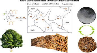 Graphical abstract: Bio-based vinylogous urethane vitrimers from waste-wood lignosulfonate and enzymatic lignin: explorations in stress relaxation behavior and mechanical strength