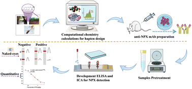 Graphical abstract: Hapten design, monoclonal antibody preparation, and immunoassay development for rapid detection of naproxen